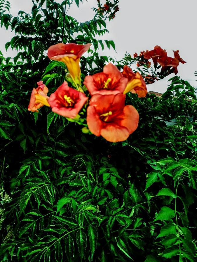 Green Vila 索佐波尔 外观 照片
